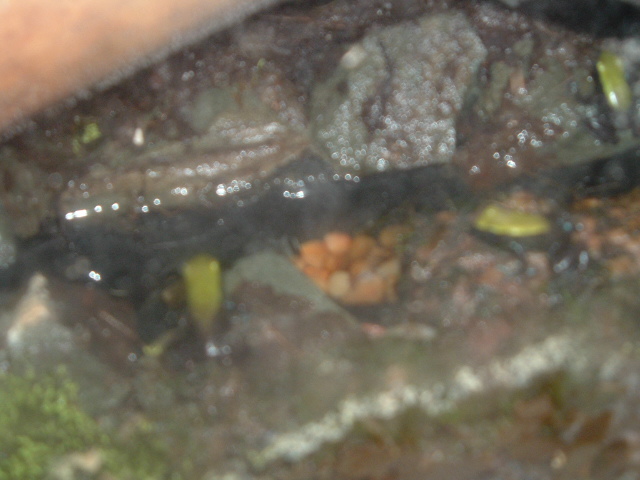 M. Laevigata 2
