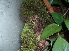 Pulchra