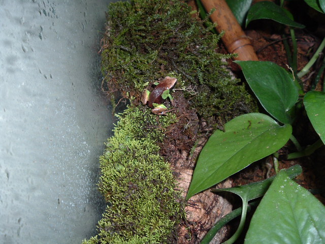 Pulchra