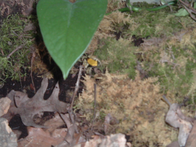 Viridis