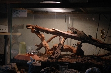 his crappy temporary cage
