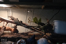 his crappy temporary cage 2