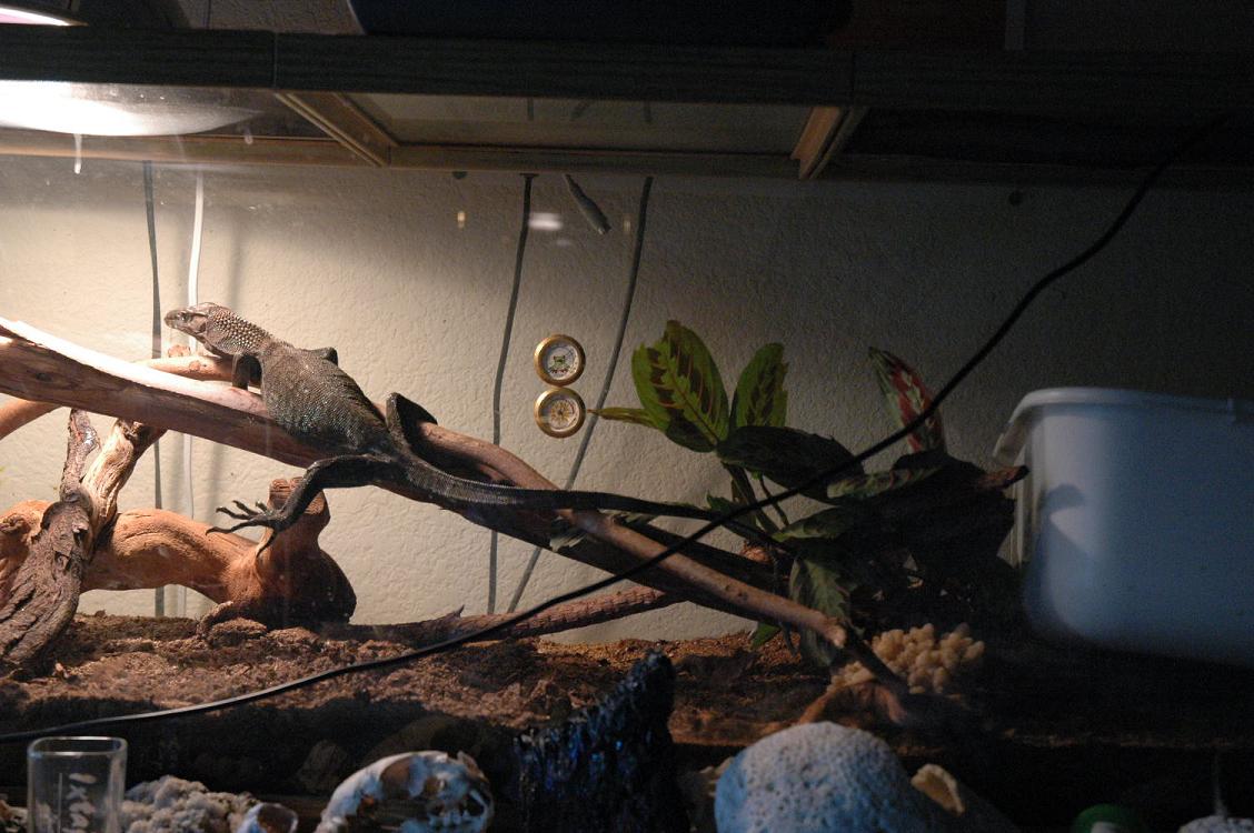 his crappy temporary cage 2