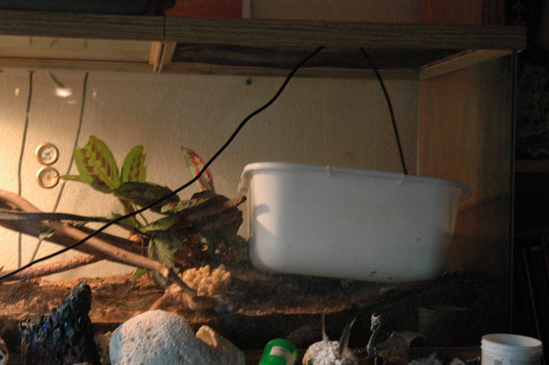 his crappy temporary cage 3