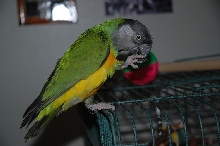 Mango