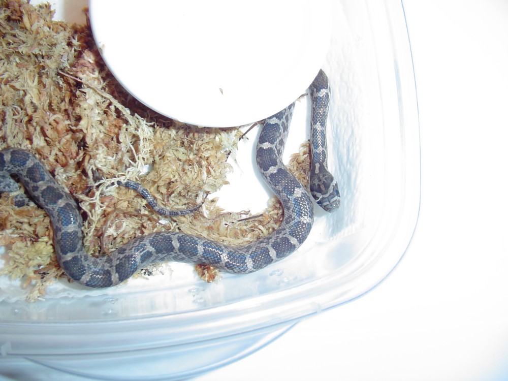 Southern Plains Rat Snake