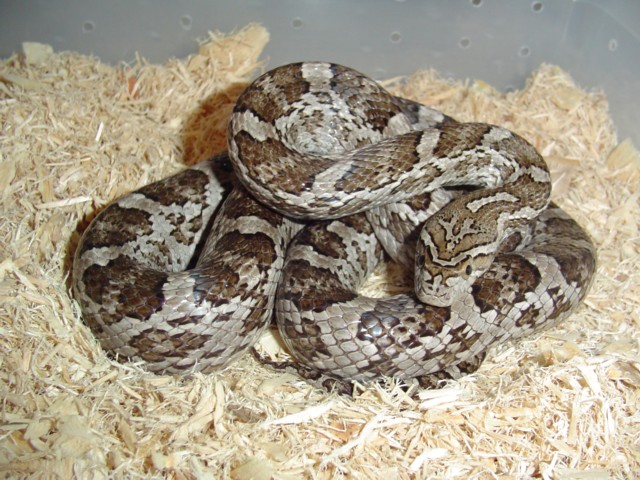 Southern Plains Rat Snake/female 1