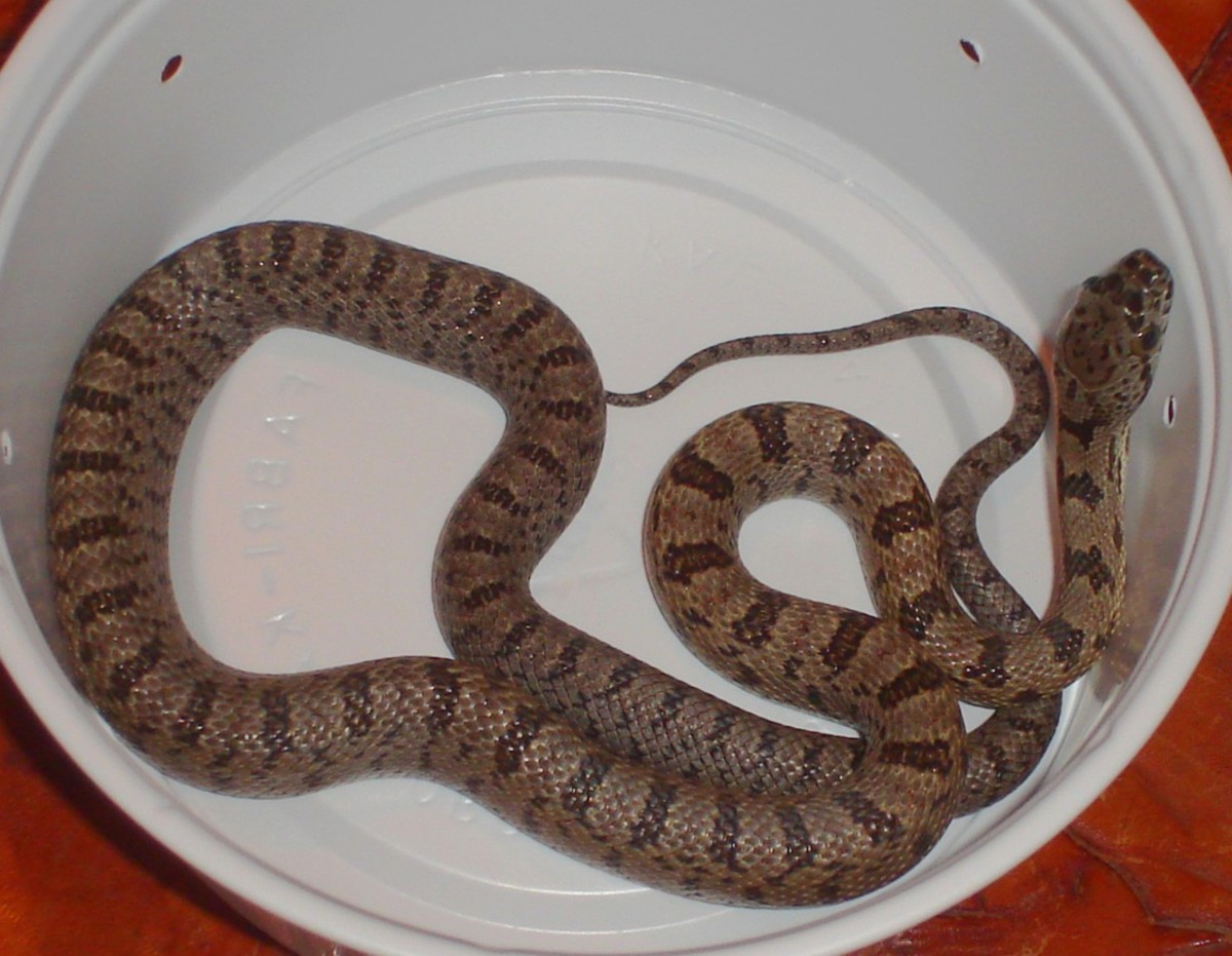 '05 Male Davis Mountains Bairdi