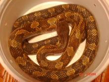 '04 female Texas Rat