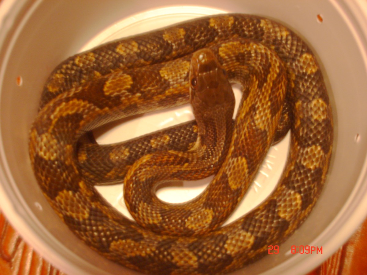 '04 female Texas Rat