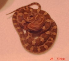 WC baby meahllmorum