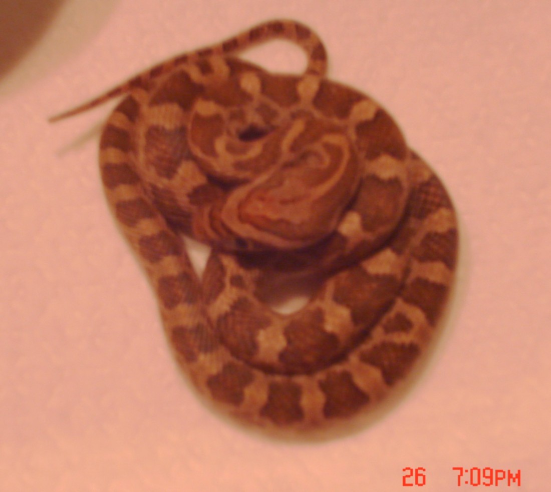 WC baby meahllmorum