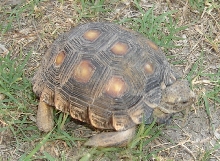 Gopherus berlandieri