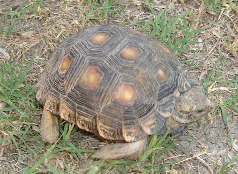 Gopherus berlandieri