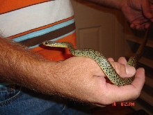 Coluber constrictor oaxaca