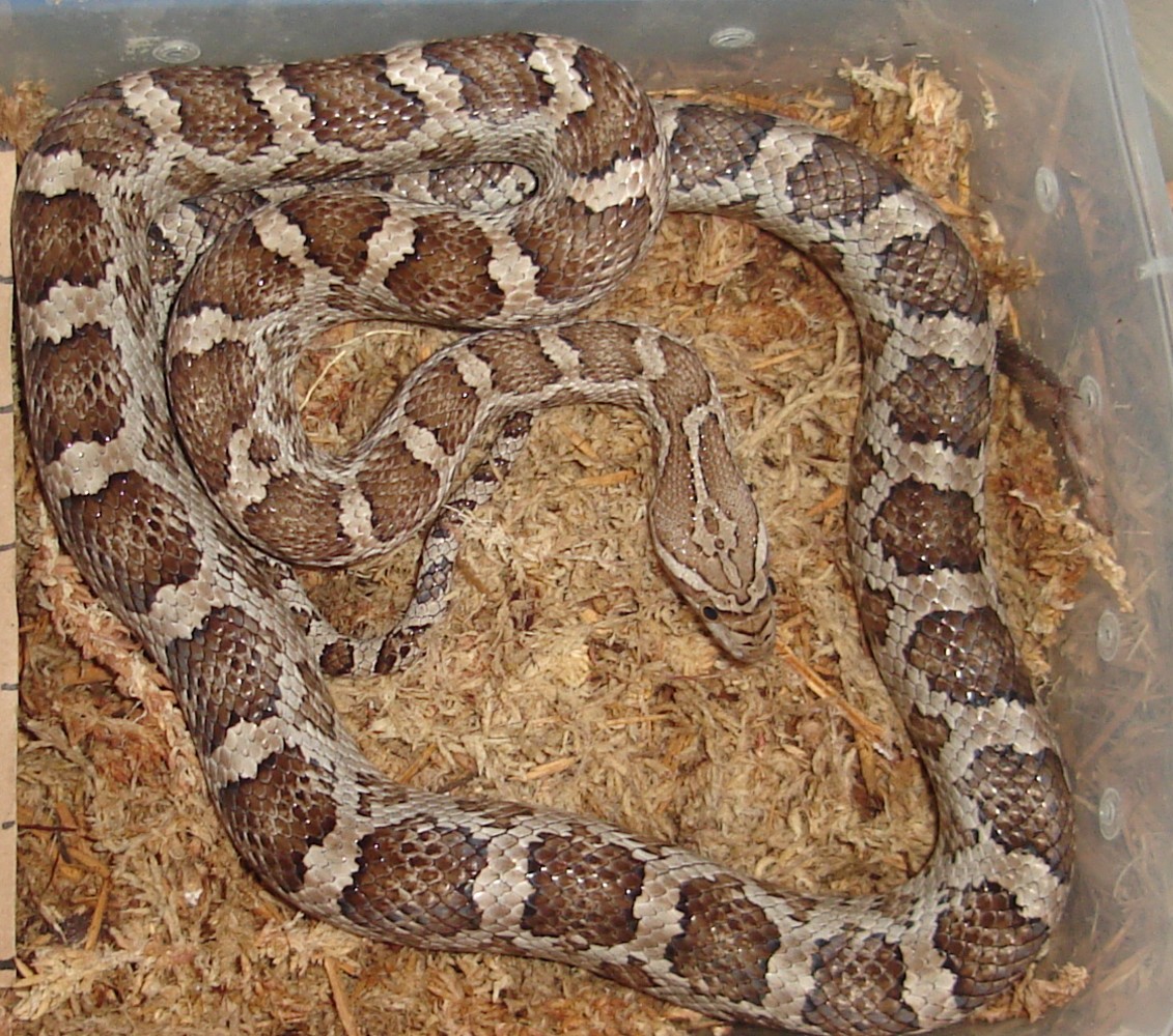 NW Nueces County meahllmorum female