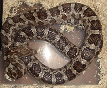 Pantherophis emoryi meahllmorum/south CC male