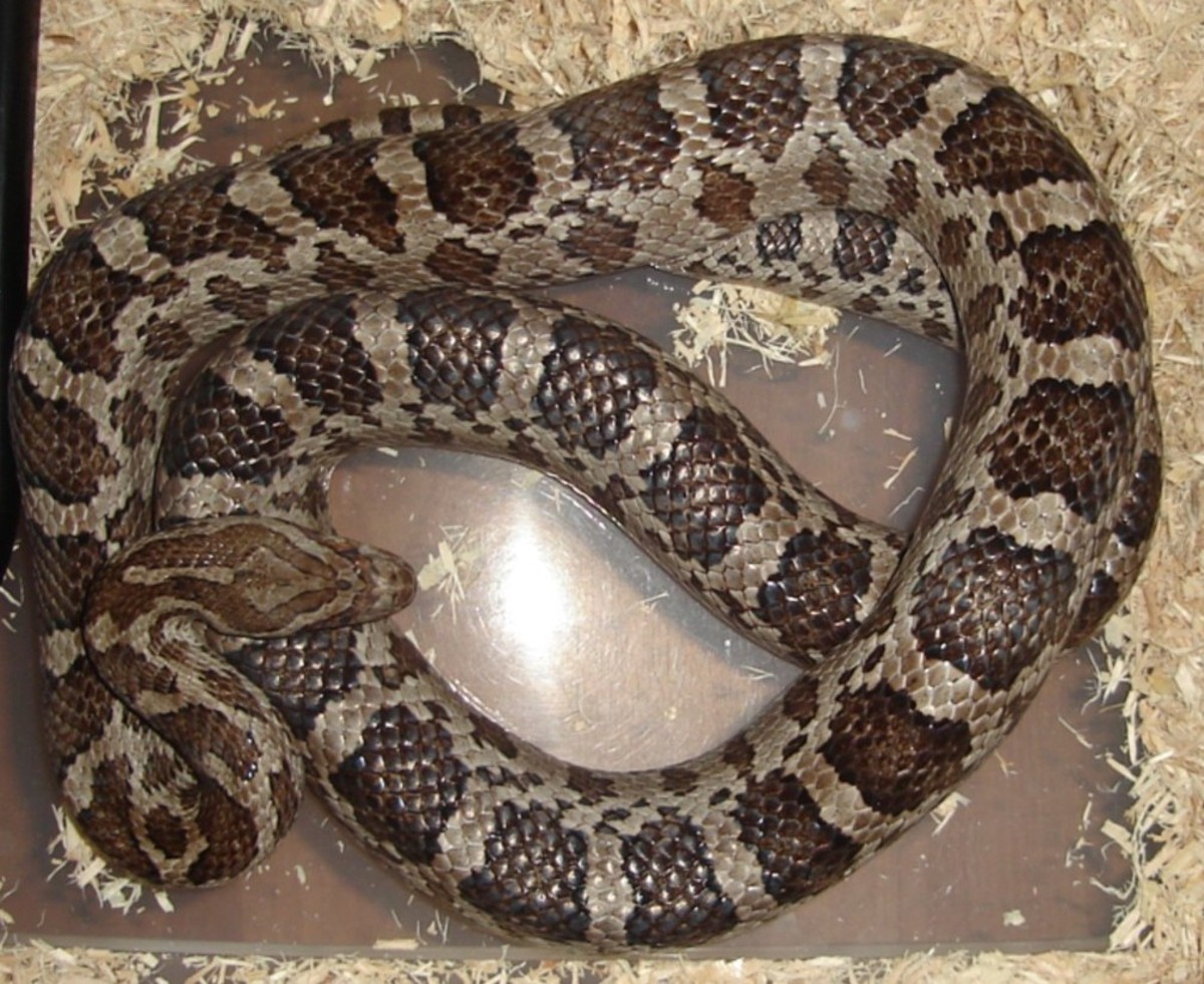 Pantherophis emoryi meahllmorum/south CC male