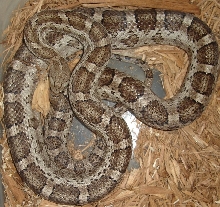 Pantherophis emoryi meahllmorum /old male