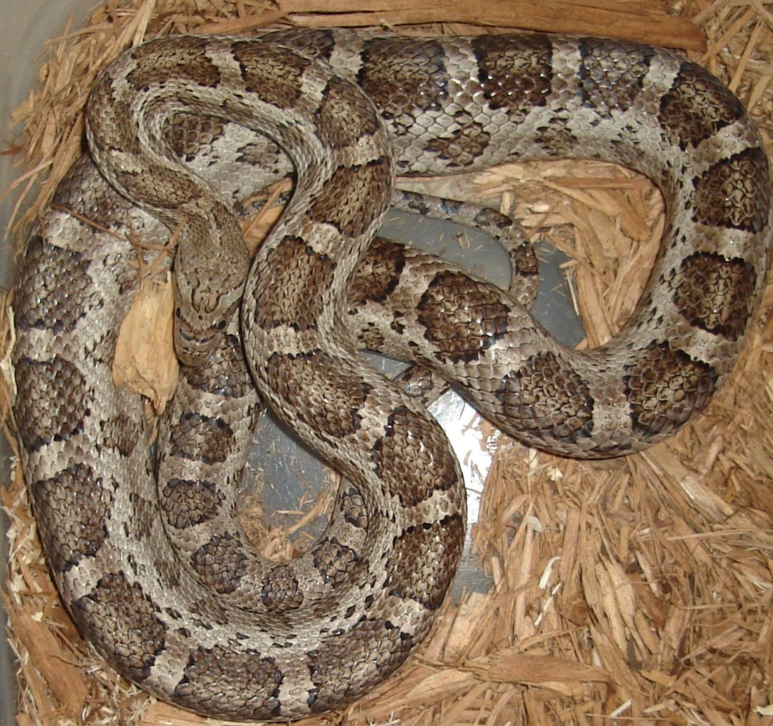 Pantherophis emoryi meahllmorum /old male