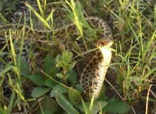 Thamnophis marcianus marcianus