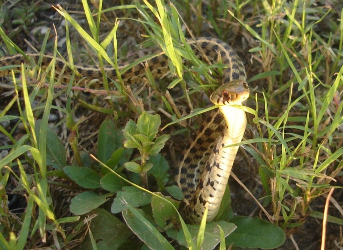 Thamnophis marcianus marcianus