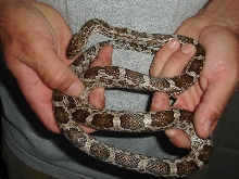meahllmorum / cbb female