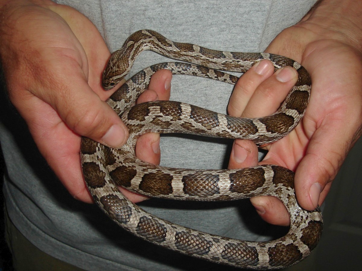 meahllmorum / cbb female
