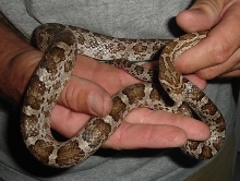meahllmorum / cbb male