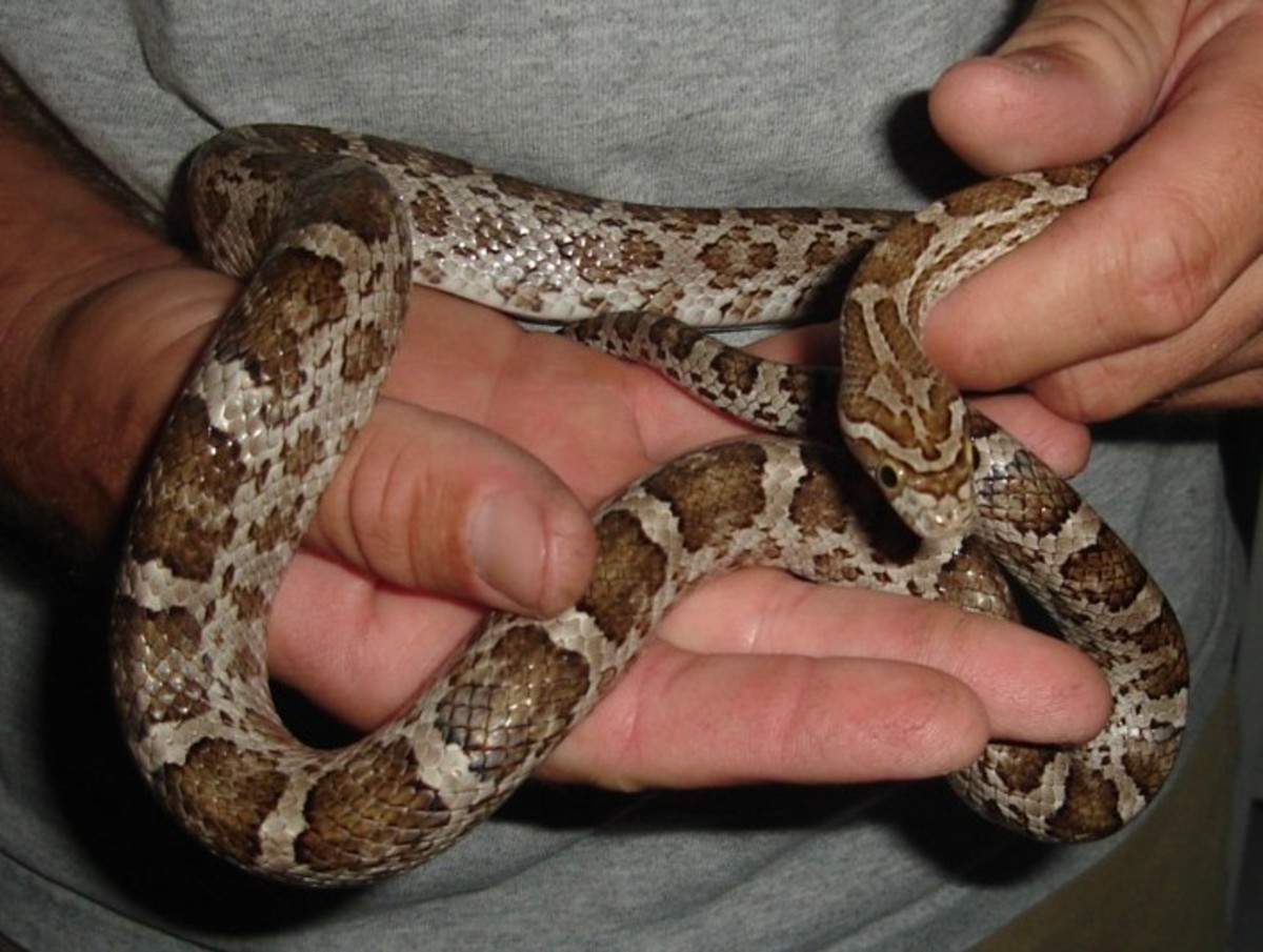 meahllmorum / cbb male