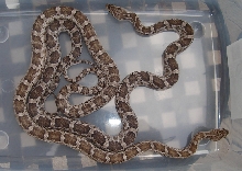 1.1 Nueces County Meahllmorum