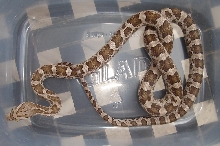 Juvenile Nueces County Meahllmorum