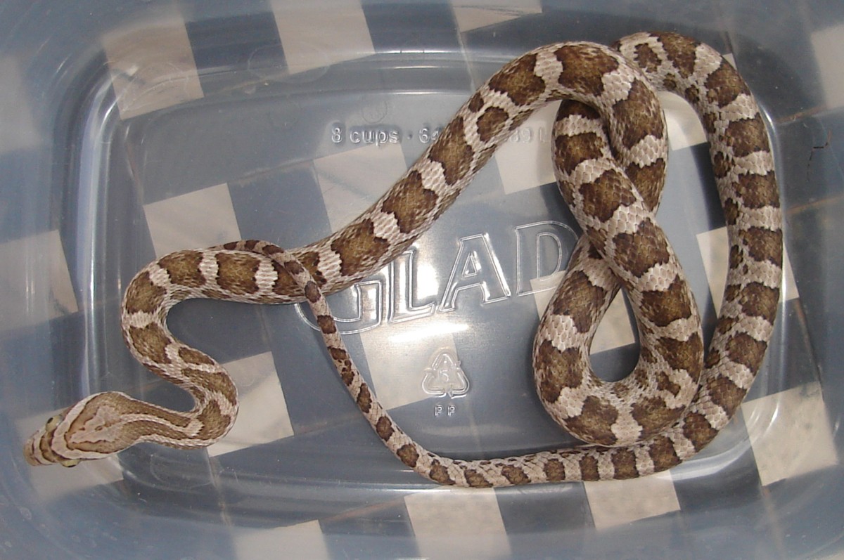 Juvenile Nueces County Meahllmorum