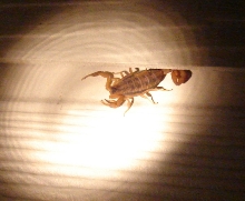 Centruroides vittatus (1)