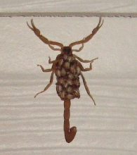 Centruroides vittatus (2)