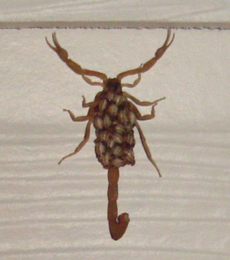 Centruroides vittatus (2)