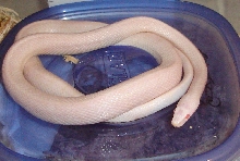 Pantherophis guttatus/blizzard corn