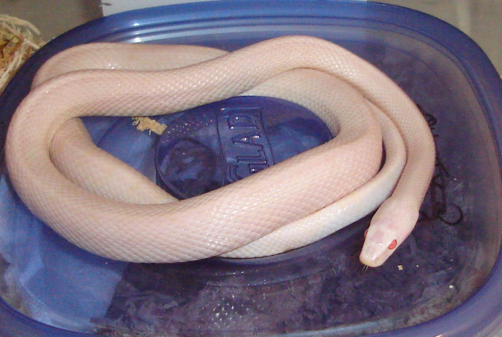 Pantherophis guttatus/blizzard corn