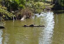 Sliders basking