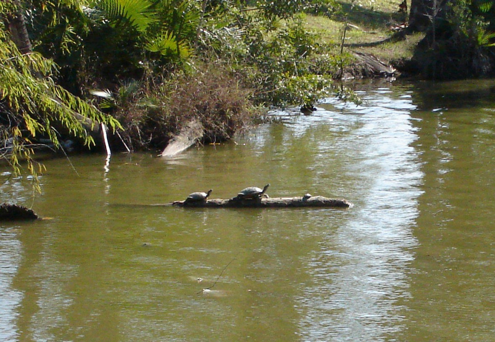 Sliders basking