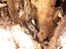 Pantherophis obsoletus lindheimeri