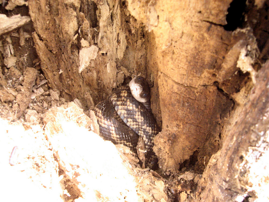 Pantherophis obsoletus lindheimeri
