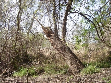 Willow stump