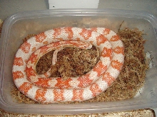 Pantherophis guttatus/candycane corn
