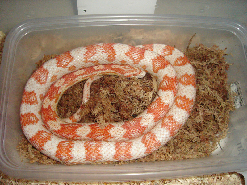 Pantherophis guttatus/candycane corn