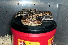P. o. lindheimeri