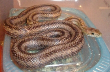Pantherophis bairdi female