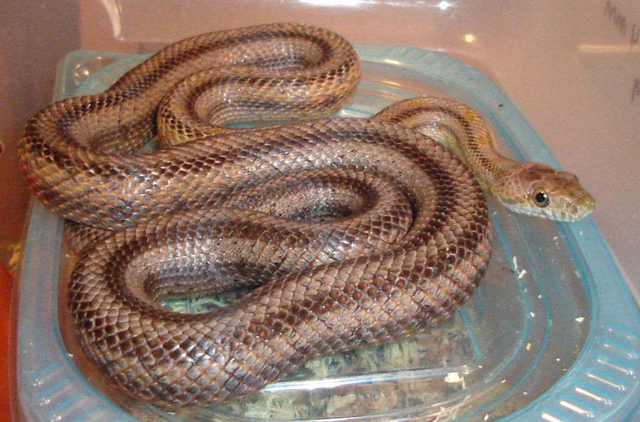 Pantherophis bairdi female