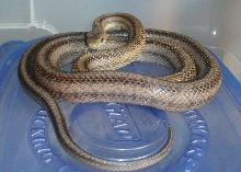 Pantherophis bairdi male (pic 2)