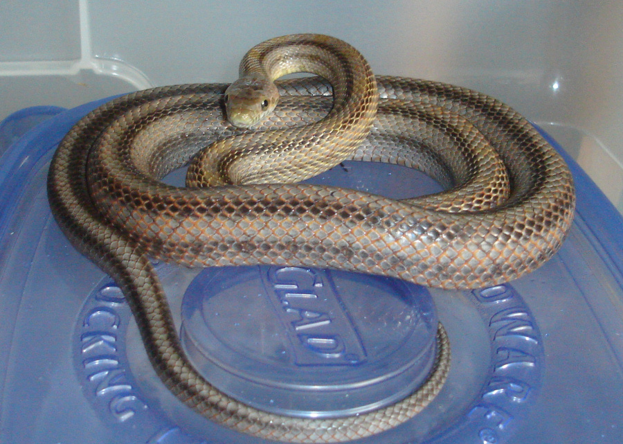 Pantherophis bairdi male (pic 2)